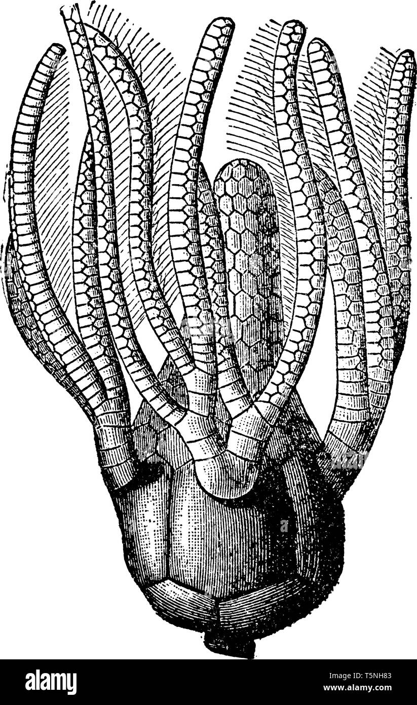 Seelilie, crinoid Marine wirbellose Tiere. Das Meer lily Stengel wird durch einen bauchigen Körper überwunden, vintage Strichzeichnung oder Gravur Abbildung. Stock Vektor