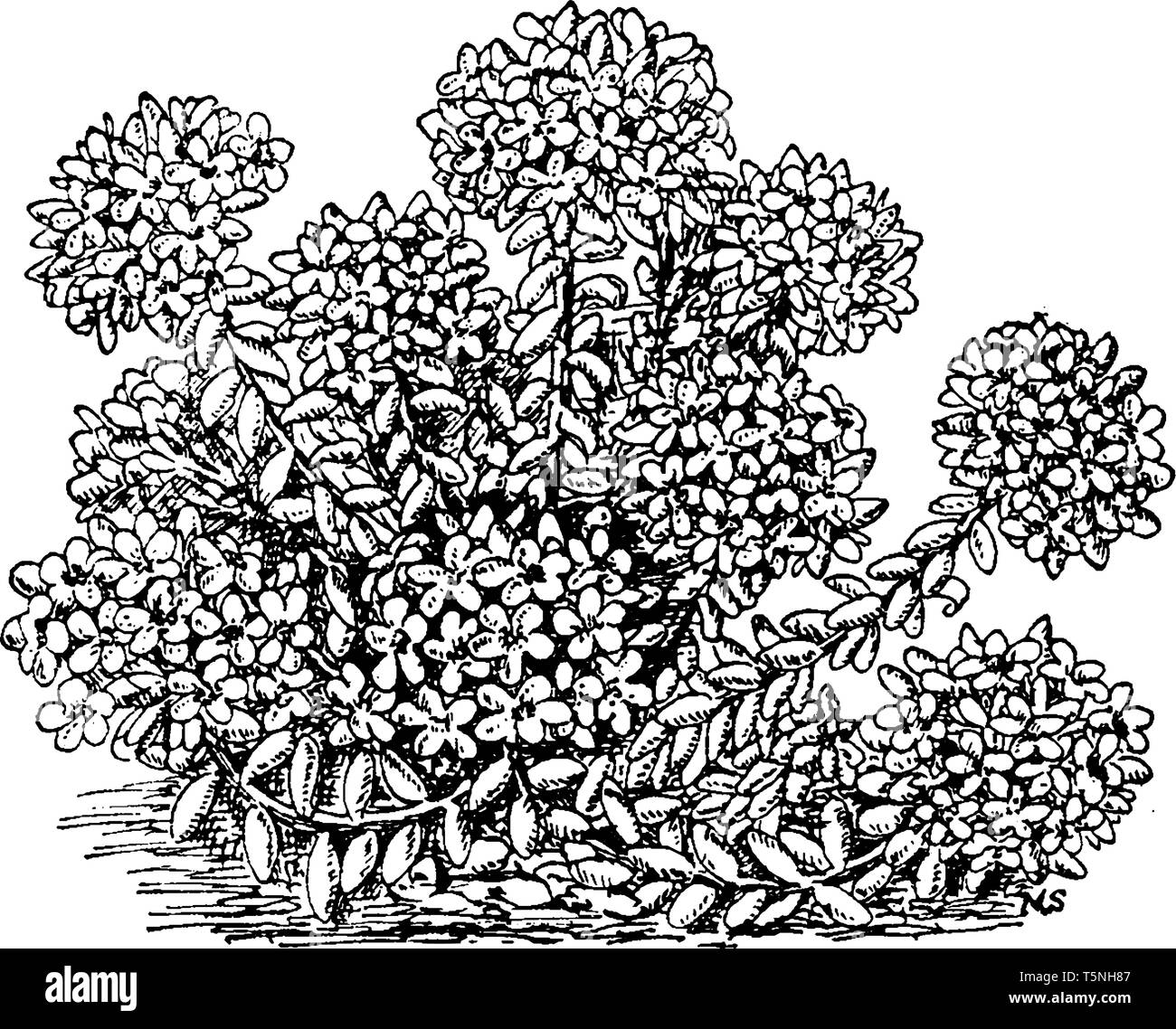 Es ist eine langlebige pilosum Kräuter Pflanze von hell-rosa Blüten im Frühjahr, vintage Strichzeichnung oder Gravur Abbildung. Stock Vektor