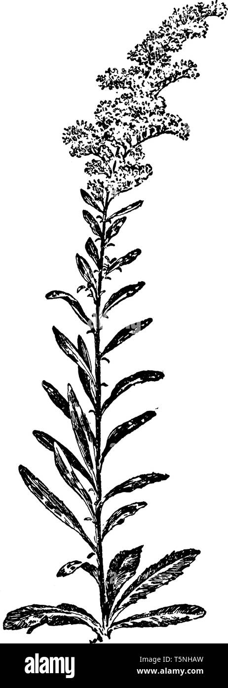 Solidago Nemoralis ist eine Pflanzenart aus der Gattung Aster Familie mit gemeinsamen Namen Goldrute und sind in Kanada gefunden, vintage Strichzeichnung oder Gravur Abbildung. Stock Vektor