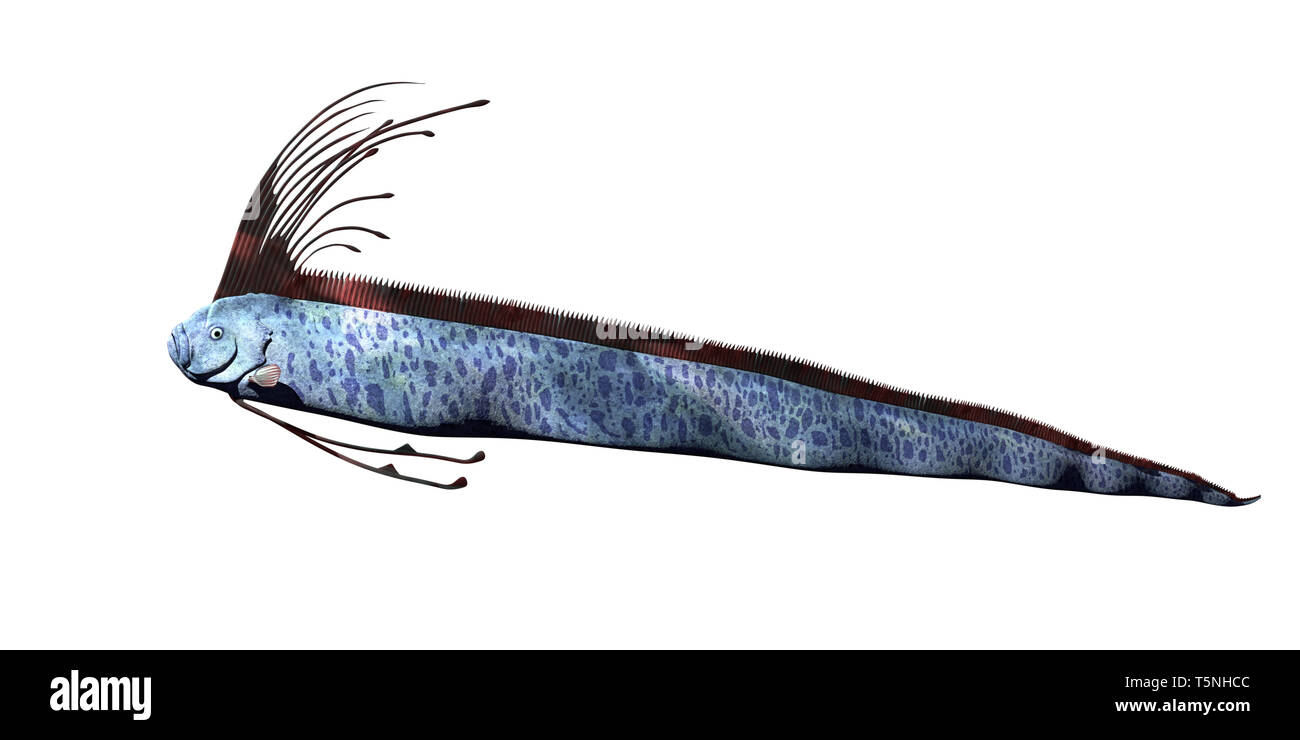 Riesige oarfish (Regalecus glesne) auf weißem Hintergrund Stockfoto