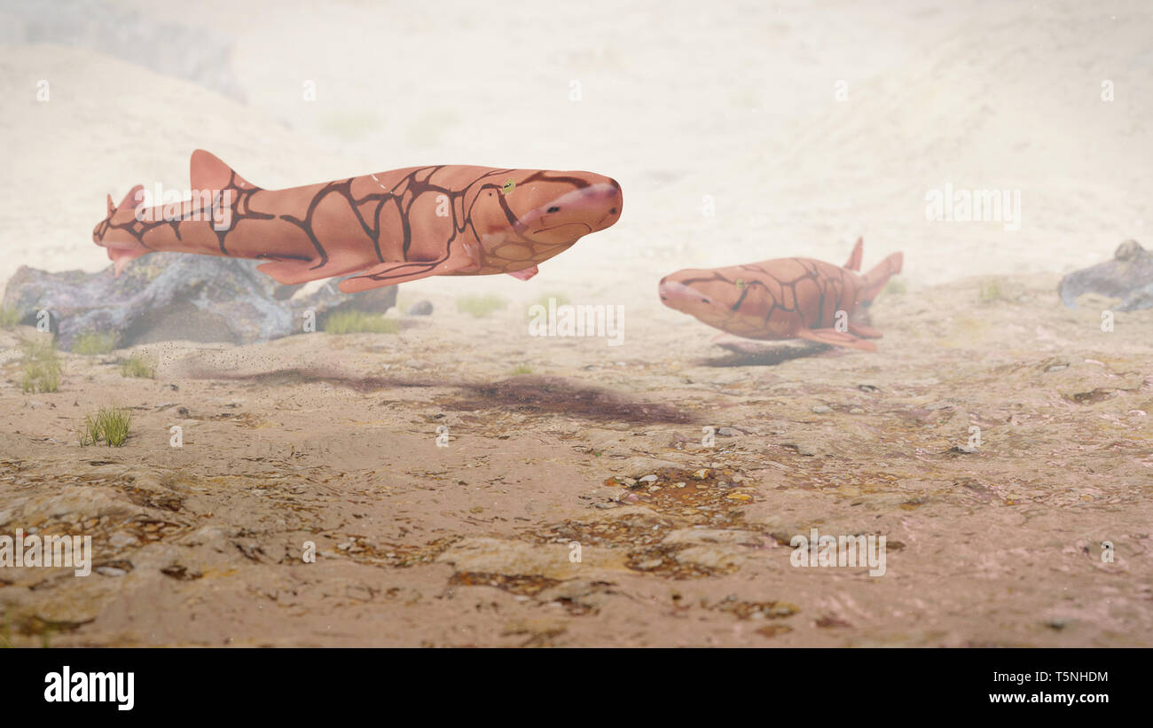Zwei Kette catsharks (Scyliorhinus retifer) eine kleine Haie im Atlantik. Stockfoto