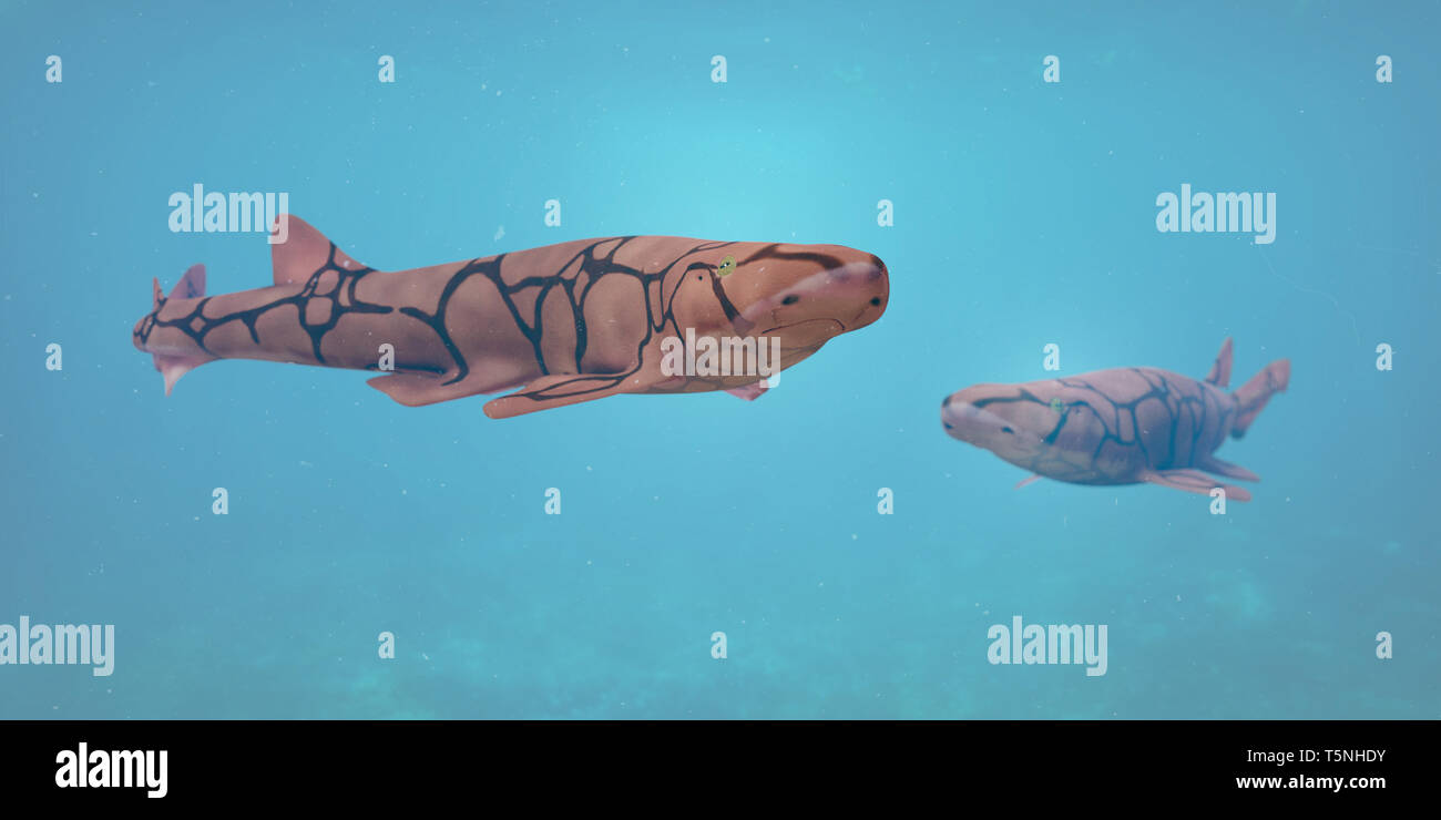 Kette catsharks (Scyliorhinus retifer), kleine Haie im Atlantik. Stockfoto