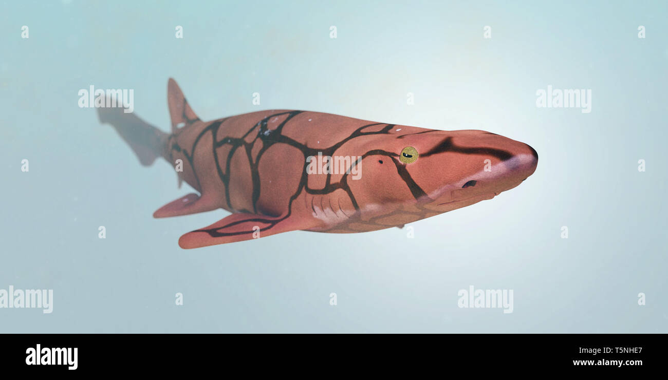 Kette catshark (Scyliorhinus retifer) kleine und harmlose Haie im Atlantik. Stockfoto