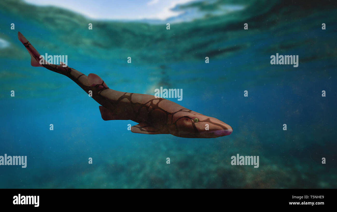 Kette catshark (Scyliorhinus retifer) kleine und harmlose Haie im Atlantik. Stockfoto