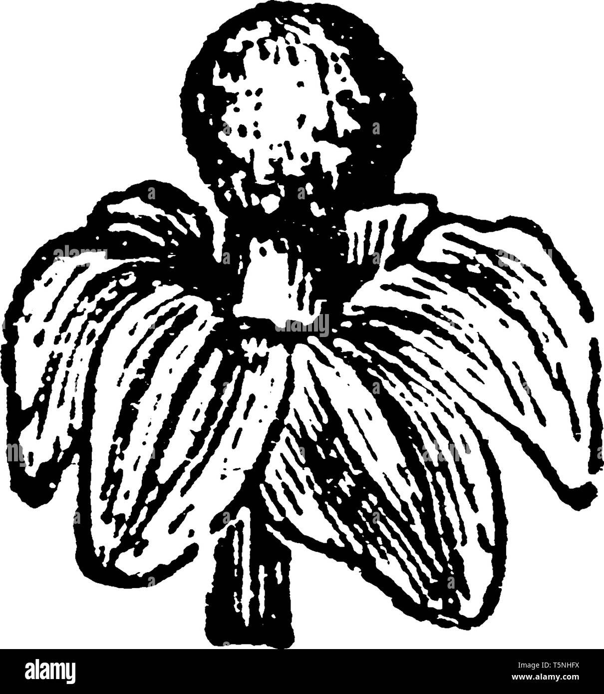 Ein Bild zeigt einen männlichen Blüte von Anamirta cocculus Pflanze, die ist ein Asiatischer und Indischer Kletterpflanze, vintage Strichzeichnung oder Gravur Stock Vektor