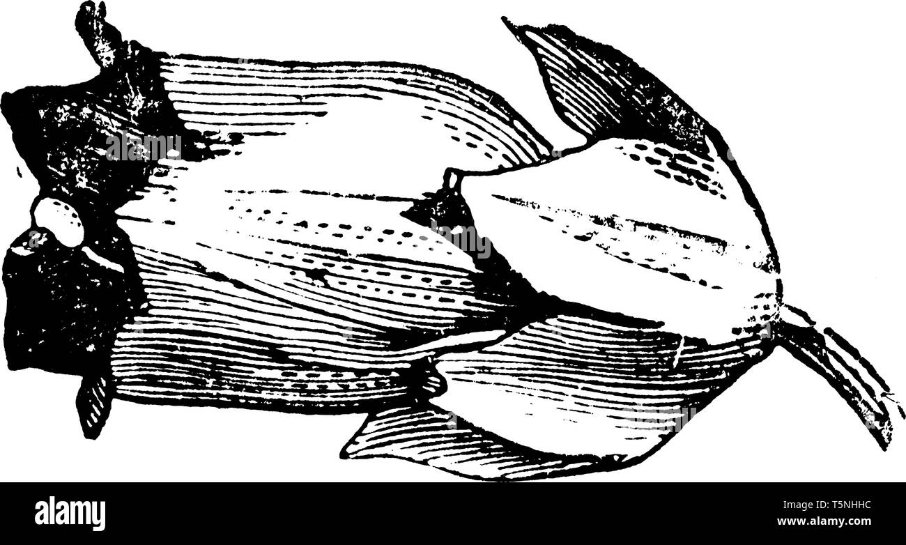 Die Blume sieht aus wie Bell, Schwarz glänzend. Blumen haben fünf Lappen und Blüten wachsen in Leaf Achsel, vintage Strichzeichnung oder Gravur Abbildung. Stock Vektor