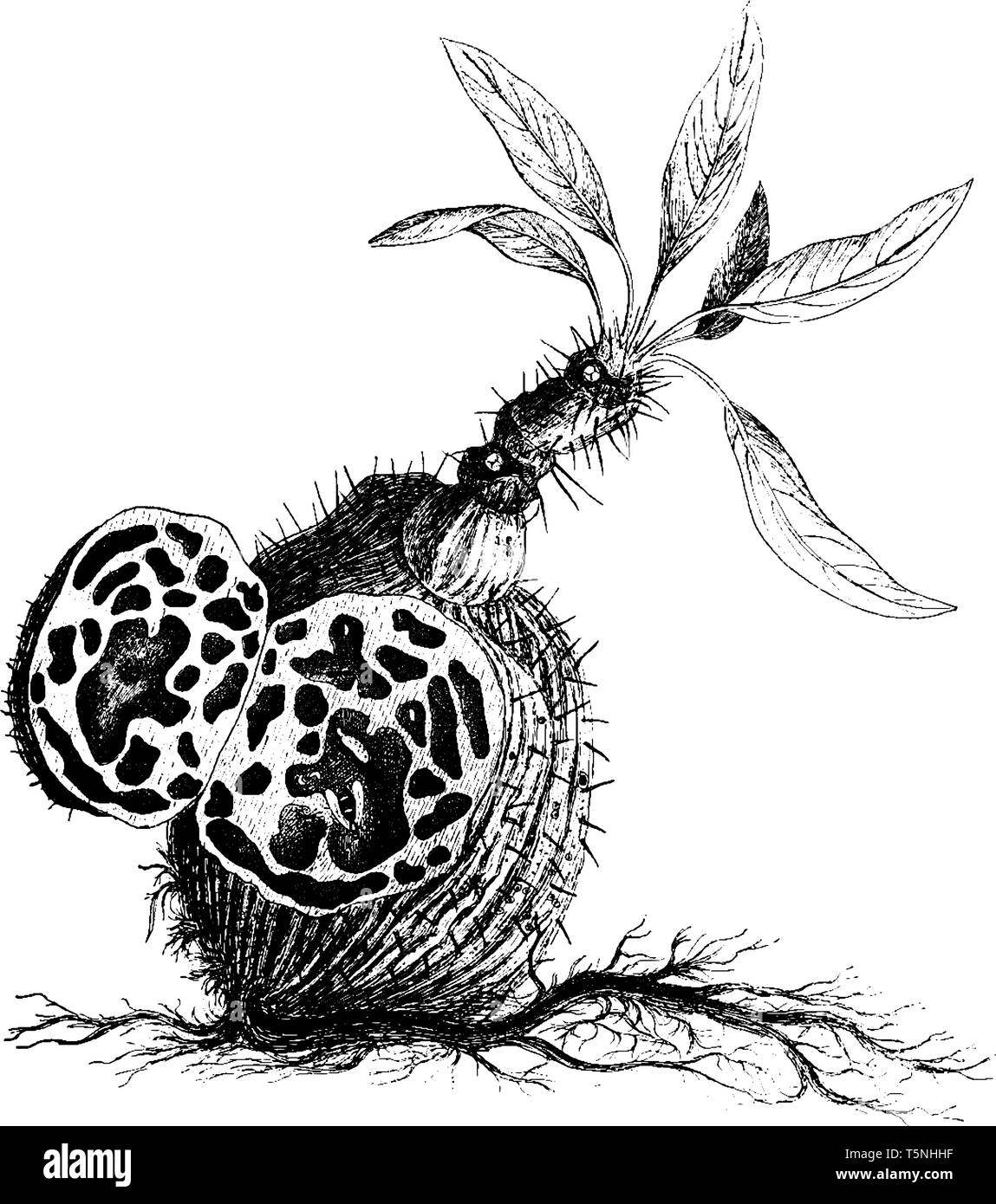 Ein Bild zeigt eine Epiphytisch ant Anlage auch als Myrmecodia pentasperma der Bismarck Archipel, vintage Strichzeichnung oder Gravur illust bekannt Stock Vektor
