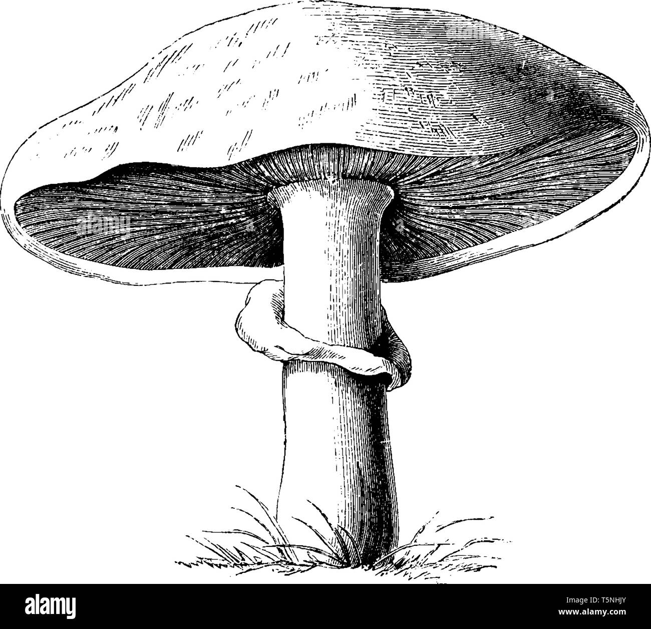 Gemeinsame Pilz ist für das Kochen. Die GAP hat ein helles grau-braune Farbe und Breite, flache Waage, vintage Strichzeichnung oder Gravur Abbildung. Stock Vektor