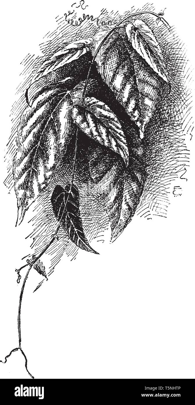 Bild zeigt die Cissus verfärben Weinstock. Die Blätter sind groß und von Herzen. Die Blätter sind mit Ranken als Bodendecker, Vintage l geklettert Stock Vektor