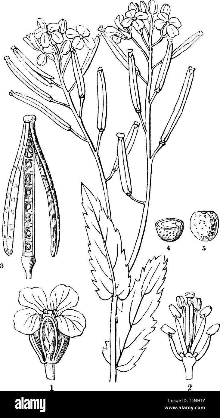 Die Abbildung zeigt die 1. Eine Blume. 2. Die staubgefäße; 3. Der Schote mit dem Ventil der Trennung von der replum; 4. Ein Querschnitt eines Samens; 5. Ein Stock Vektor