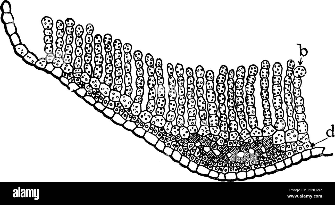 Dies ist S. Gemeinde Blatt. Die Gesamtheit der Blattoberseite wird durch eine Reihe von Parallelen photosynthetischen Lamellen belegt. Chloroplasten können Sie gesehen werden. Stock Vektor