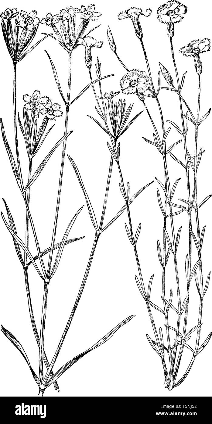 Es gibt zwei Arten von Blumen in diesem Bild sind Links Deptford Rosa, die bekannt ist als Dianthus Armeria und Maiden Pink als Dianthus Del bekannt ist. Stock Vektor