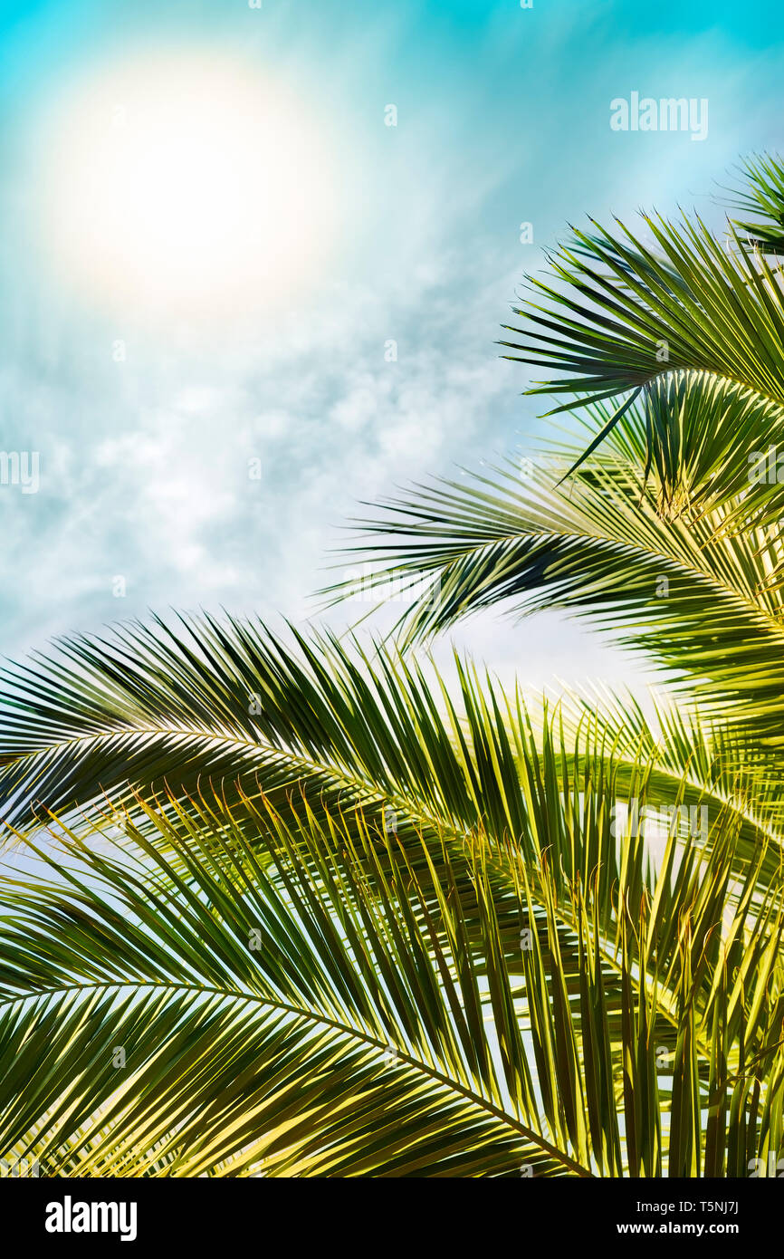 Tropische Sonne über Palmenblättern. Warmen Ton. Stockfoto