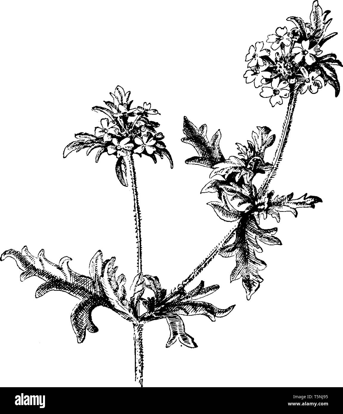 Ein Bild von Verbena Canadensis Blumen allgemein als Tramp Verbene, Eisenkraut, vintage Rosa Zeichnung oder Gravur Abbildung bekannt. Stock Vektor