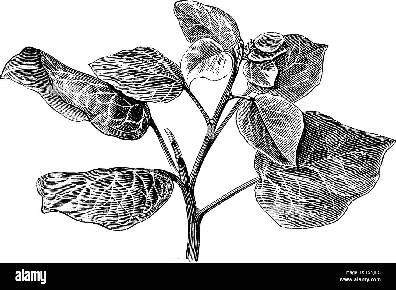 Es ist die gemeinsame Die gemeinsame Ivy. Es ist ein vertrauter Anblick in Gärten, Abfall Räume, auf Haus Wände, Baumstämme seine Blätter sind groß und dunkelgrün, vinta Stock Vektor