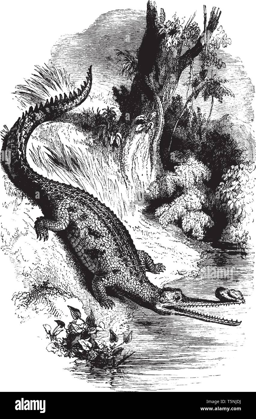 Gavial ist ein crocodilian der Familie Gavialidae und native auf den nördlichen Teil des indischen Subkontinents, vintage Strichzeichnung oder Gravur illustr Stock Vektor