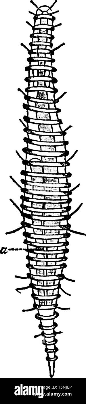 Demoscolecida ist eine Gruppe von Minute marine Wurm wie Kreaturen, vintage Strichzeichnung oder Gravur Abbildung. Stock Vektor