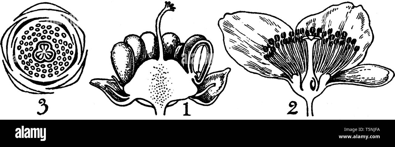 Ochnaceae ist eine Familie von blühenden Pflanzen in der Reihenfolge der Ochnaceae. Die Blumen abgebildet sind (1), (2) ochna gordonia, und (3) Thea, Vintage Linie zeichnen Stock Vektor