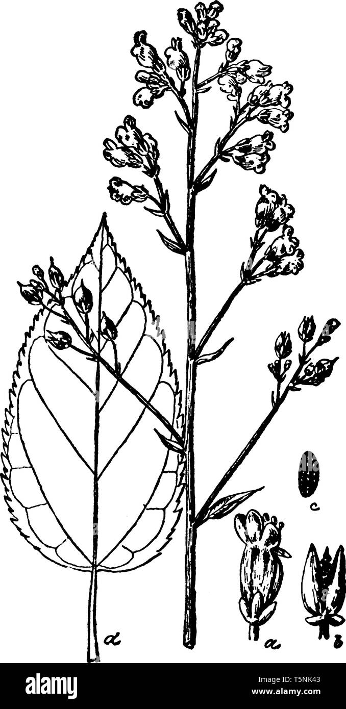 Ein Bild zeigt Maryland Figwort, wird es auch als Scrophularia Marylandica bekannt. Es gehört zu den figwort Familie Scrophulariaceae. Die illustrati Stock Vektor