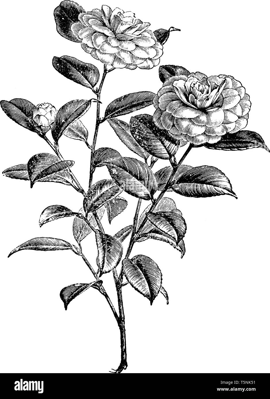 Dies ist ein blühenden Zweig von Camellia japonica. Es hat rose rosa Blüten und Blätter dunkelgrün, vintage Strichzeichnung oder Gravur Abbildung. Stock Vektor