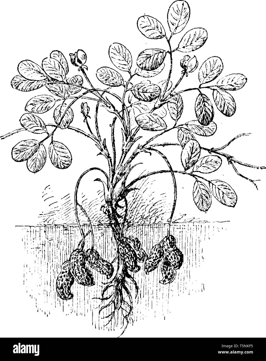 Dieses Bild einer Erdnuss Rebsorten. Es ist voll von Erdnuss. Die Frucht wächst unterirdisch und die Blätter wachsen die obere Seite. Es hat die Verwendung in Lebensmitteln, vinta Stock Vektor