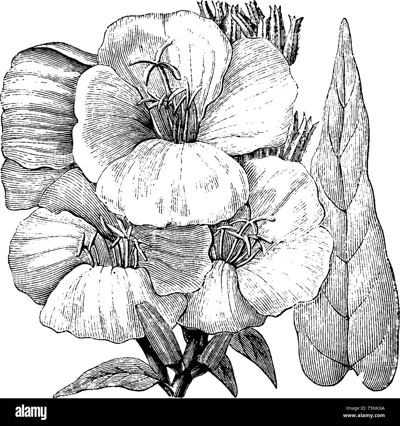 Oenothera biennis hat eine Lebensdauer von zwei Jahren, 30-150 cm, groß. Die Blätter sind lanzettlich, breit, in einem engen Rosette der ersten Ihr produziert Stock Vektor