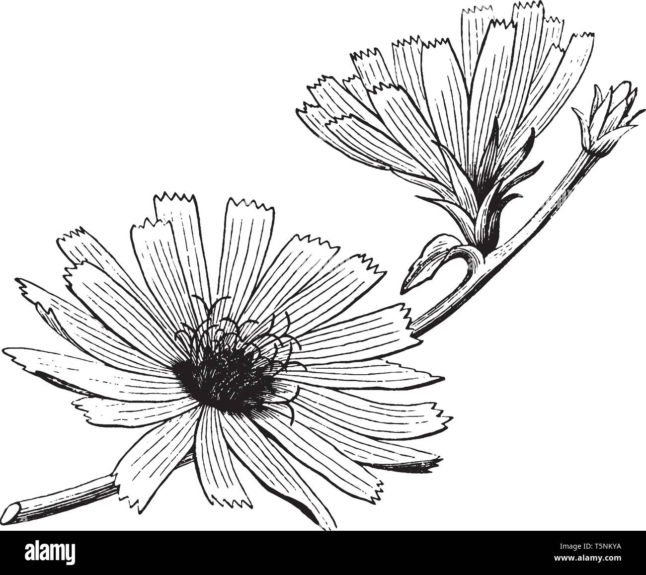 Ein Bild zeigt Chickory Blume. Diese Blumen sind hell blau, selten weiß oder rosa. Es Blumen blühen von Juli bis Oktober und Petale ha Stock Vektor