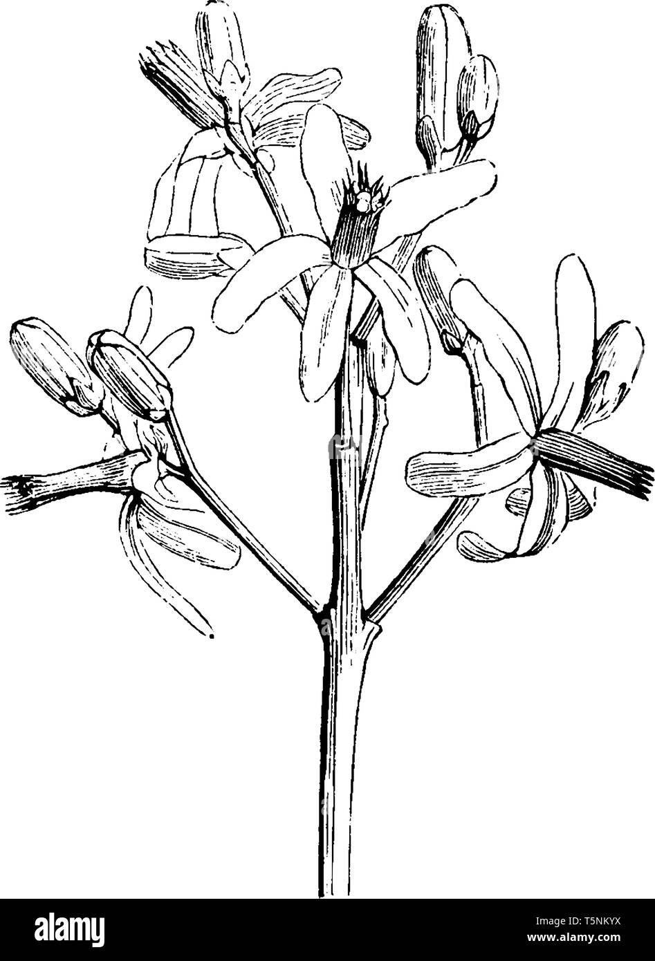 Bild zeigt, dass Melaye Azadarak ist ein duftenden Geschmack und seine Farbe ist Lila. Diese Blumen blühen im Sommer, vintage Strichzeichnung oder Gravur il Stock Vektor