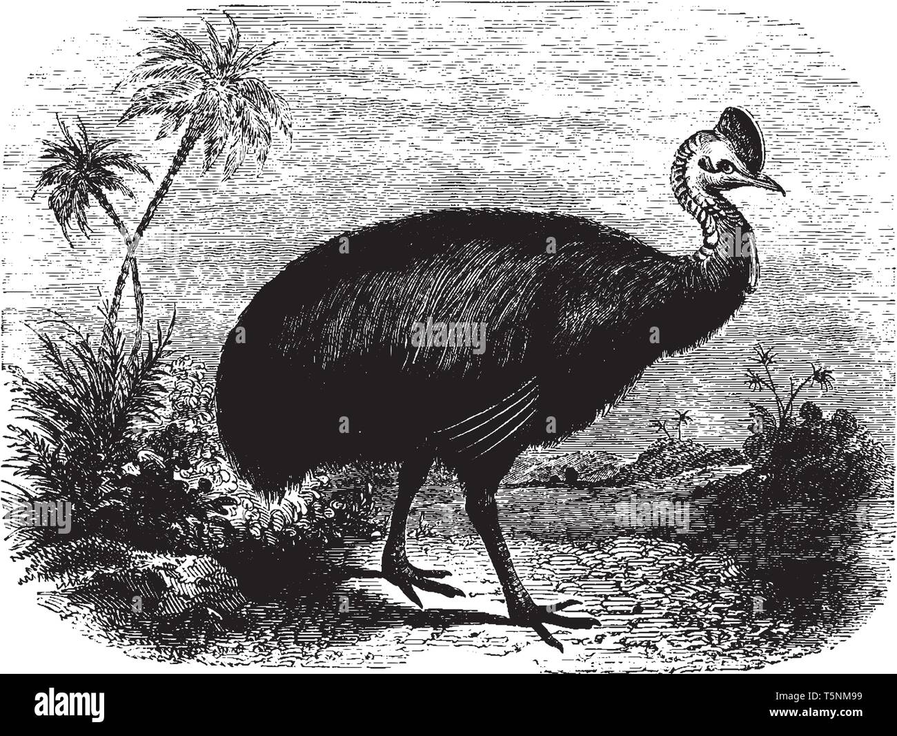Cassowary ist ein großer flugunfähiger Vogel nur in Australien und Neuguinea, vintage Strichzeichnung oder Gravur Abbildung. Stock Vektor