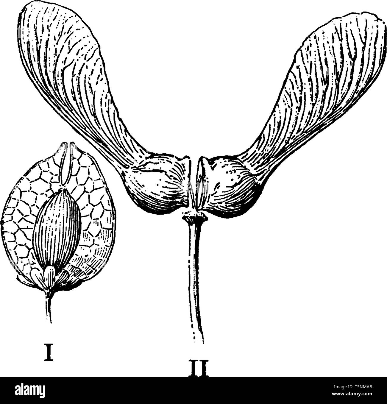 In diesem Bild gibt es Samen von Ahorn Obstbaum und Blätter von Ahorn, vintage Strichzeichnung oder Gravur Abbildung. Stock Vektor