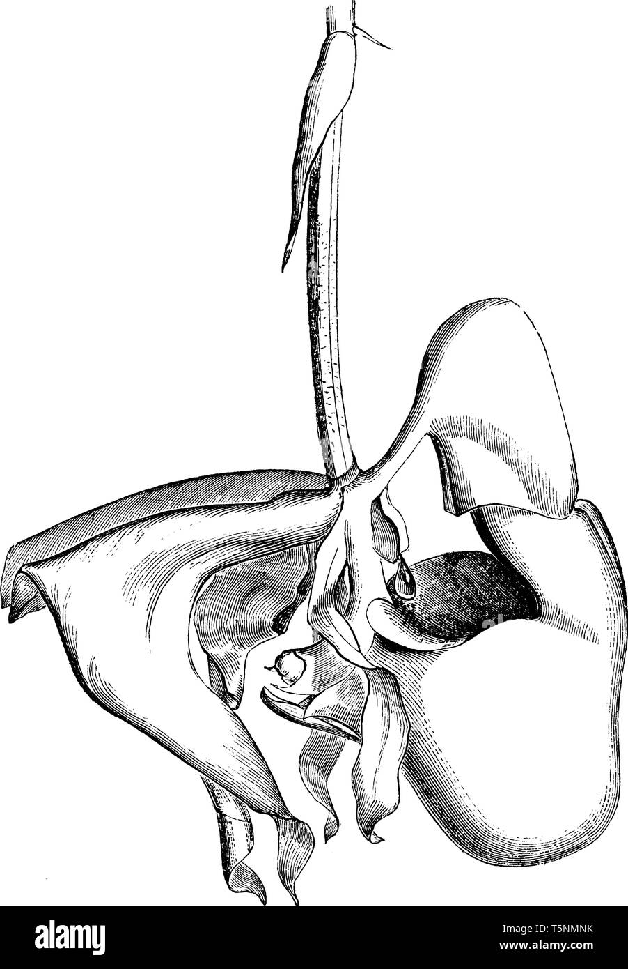 Schaufel Orchidee Pflanzen enthalten einige außergewöhnliche Bestäubung Mechanismen, darunter auch einige Orchideen Bienenarten. Diese Blume ist eine Pflanzenart aus der Gattung der Archie, vintage Stock Vektor