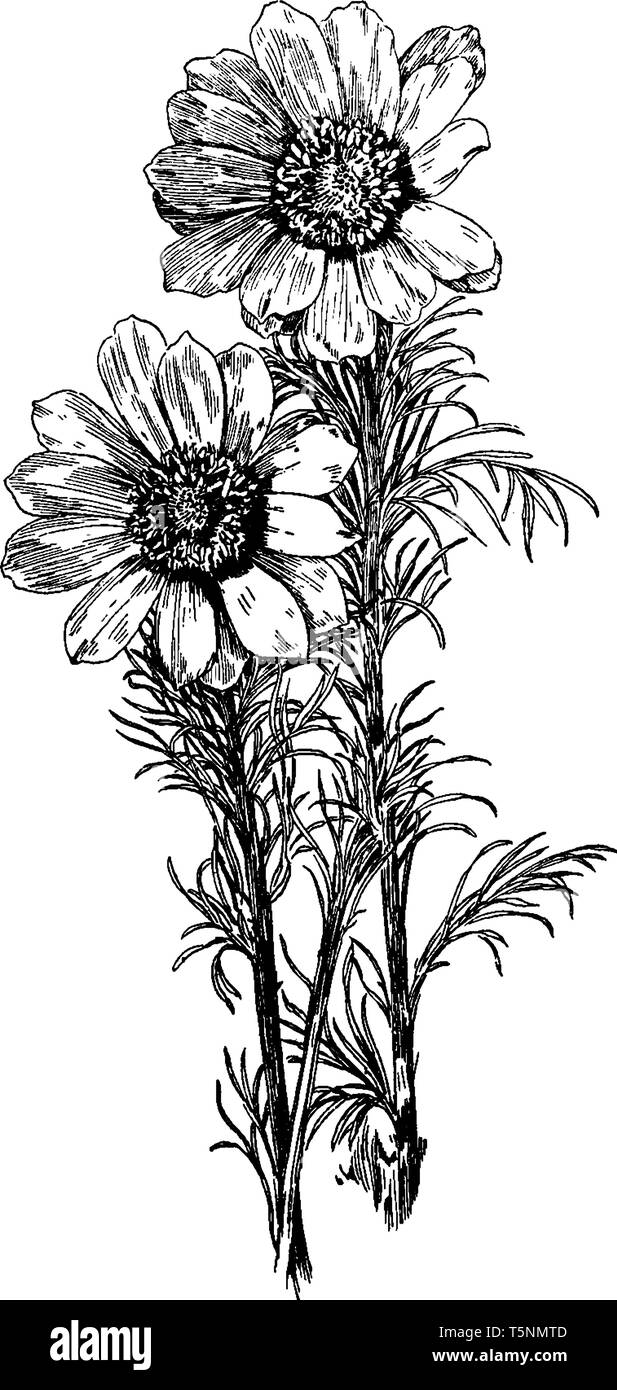 Ein Bild von Adonis Vernalis Adonis und auch im Frühjahr bekannt. Es Blumen blühen im zeitigen Frühjahr, vintage Strichzeichnung oder Gravur Abbildung. Stock Vektor