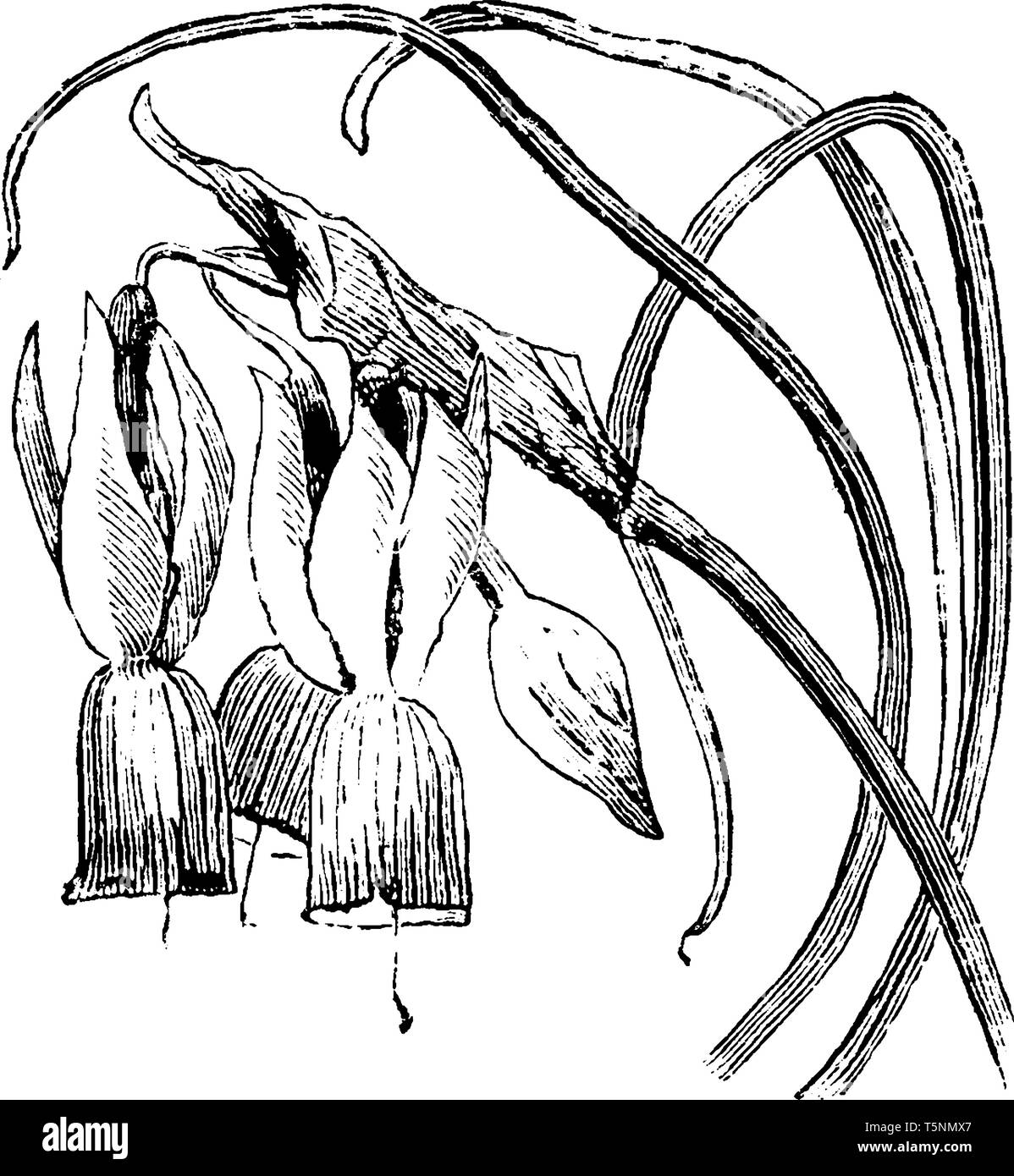 Die Blüten der Narcissus Triandrus Reinweiß, fast neun bis zehn Zentimeter hoch und blühen im April, vintage Strichzeichnung oder Gravur Abbildung. Stock Vektor