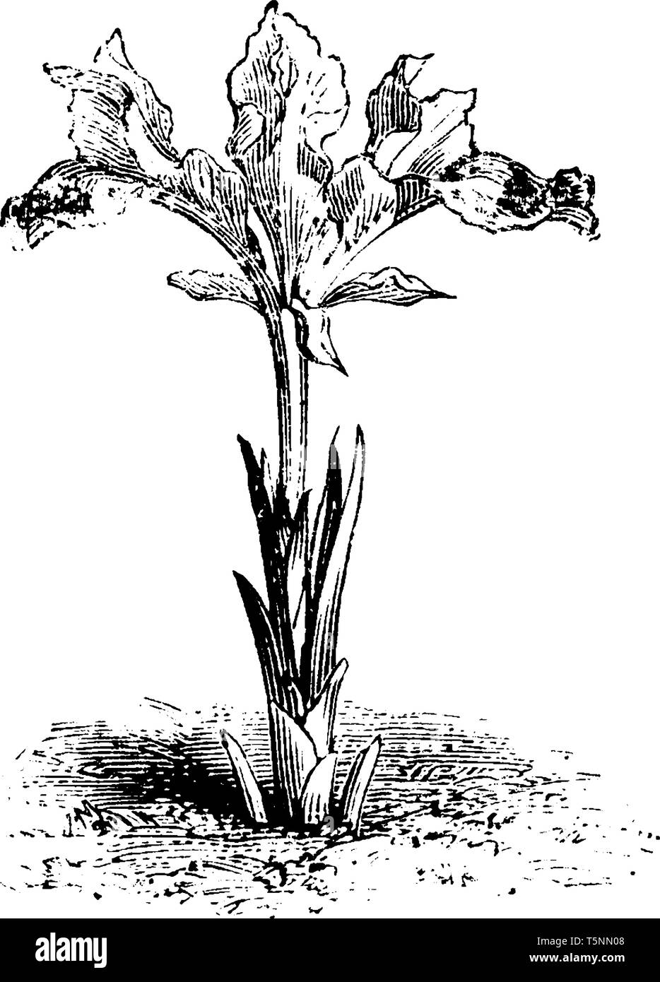 Bild darstellen, die persischen Iris Anlage. Die Blumen blühen im Februar und März, vintage Strichzeichnung oder Gravur Abbildung. Stock Vektor