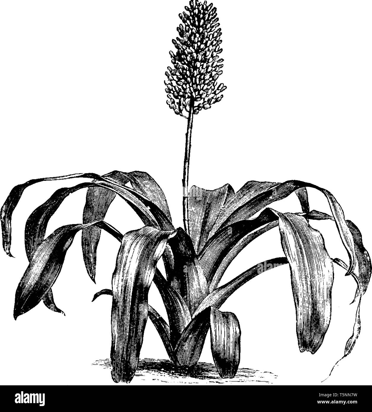 Ein Bild von Aechmea Fulgens Blume und es ist eine Art von Fulgens, vintage Strichzeichnung oder Gravur Abbildung. Stock Vektor