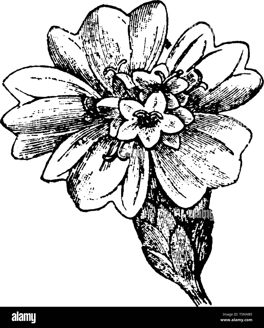Der Asteraceae kommt von der Art der Gattung Aster, die einzelnen Cluster der Blume. Die Blüten haben fünf Blütenblätter, die im Kreis um das Zentrum von Fl angeordnet Stock Vektor