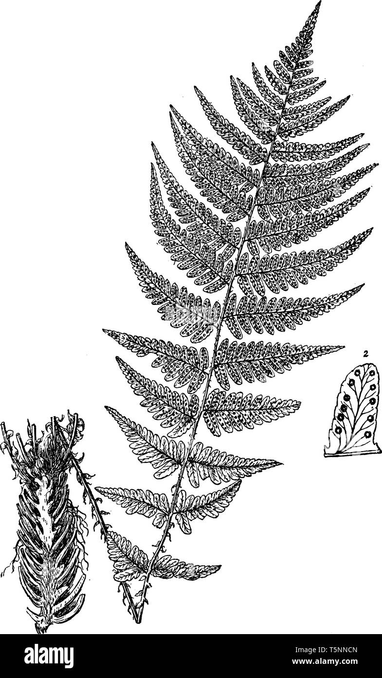 Dies ist Farn Hybrid zusammen mit vaskulären Wurzeln. Es sieht aus wie ein neem Baum und Blätter sind wie neem-tree-Blatt. Dies ist eine nicht-blühende Pflanzen und Blatt con Stock Vektor