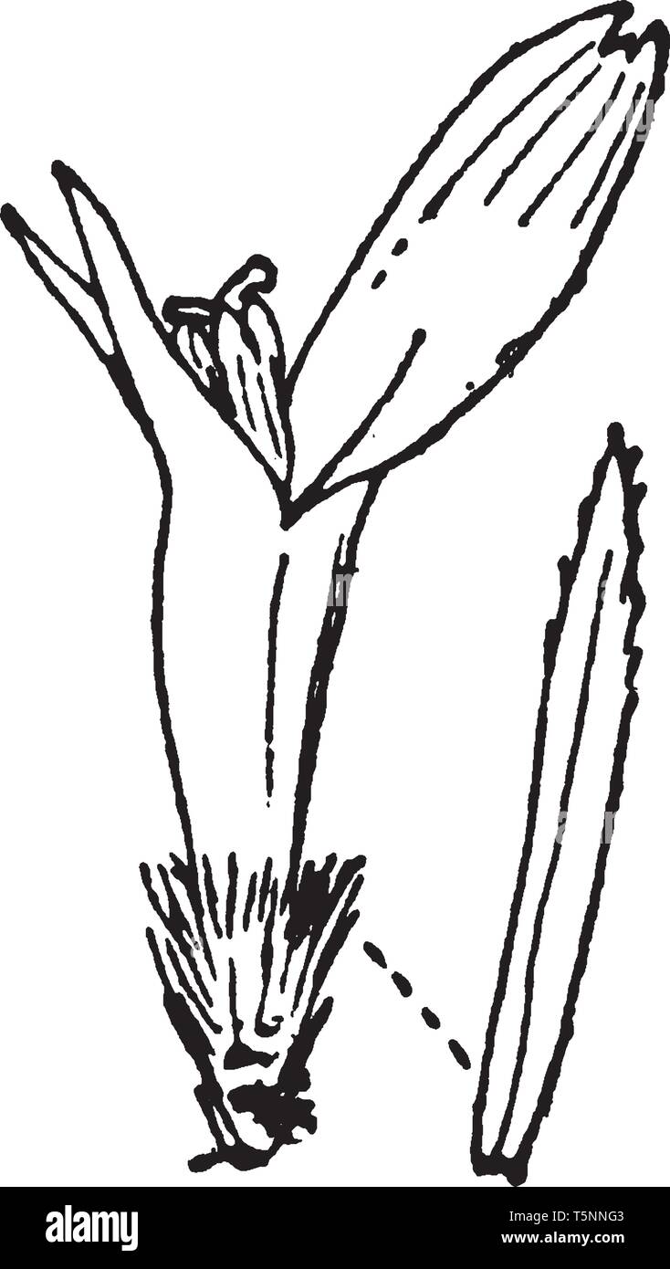 Ein Bild zeigt einen zusammengesetzten Blume Anatomie. Sie sind Blumen und Gaumen wurde entfernt, vintage Strichzeichnung oder Gravur Abbildung. Stock Vektor