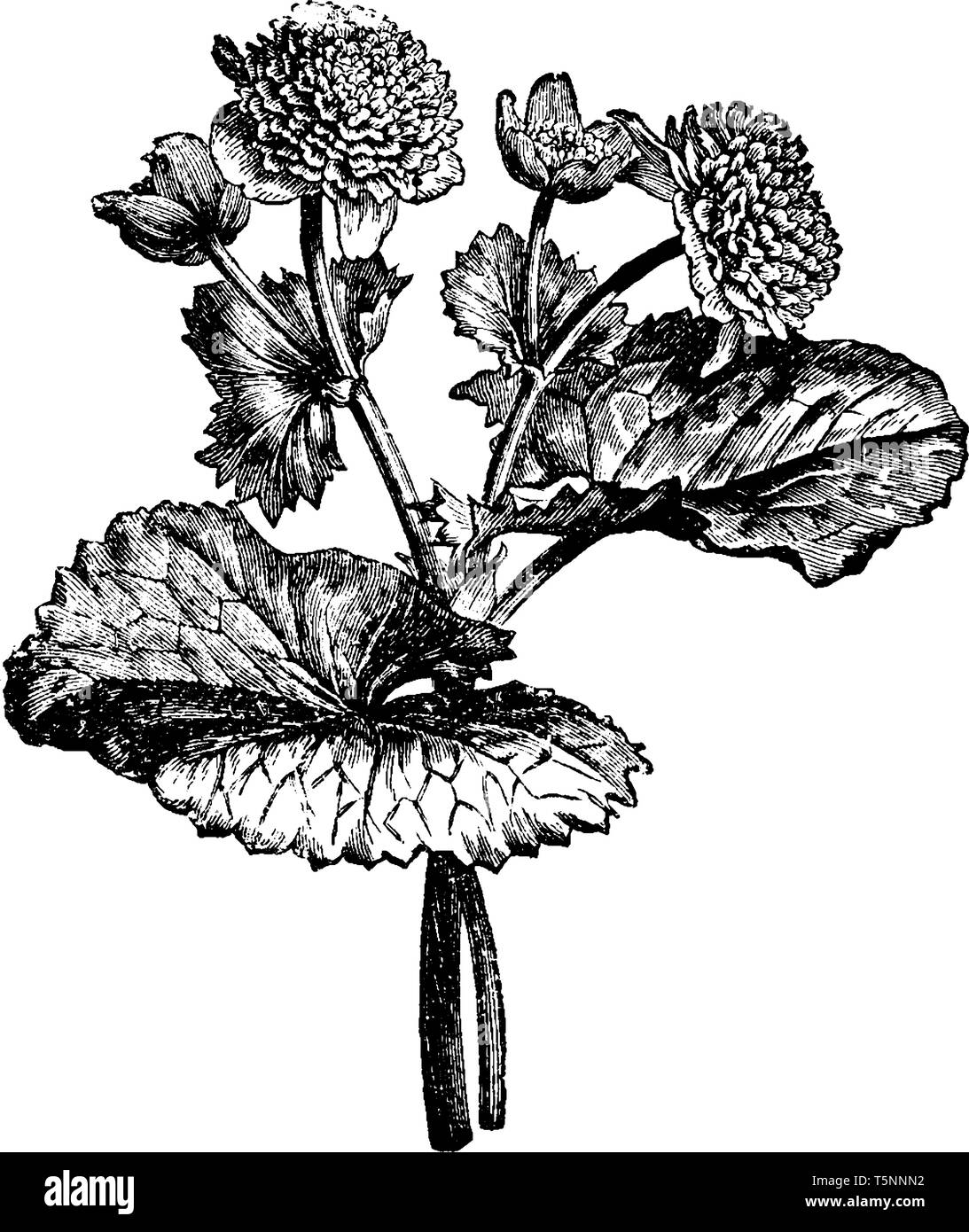 Dies ist ein Zweig der Caltha Pulstris Monstrosa Plena. Es ist ein Wasser-liebende Pflanze und auch als Sumpfdotterblume, vintage Zeichnung bekannt oder en Stock Vektor