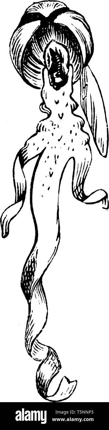 Dies ist Blume des Lizard Orchid. Blüten sind grünlich-violette Farbe und es sieht so aus, Eidechse. Blätter sind stumpf in der Farbe grün, vintage Strichzeichnung oder Stock Vektor