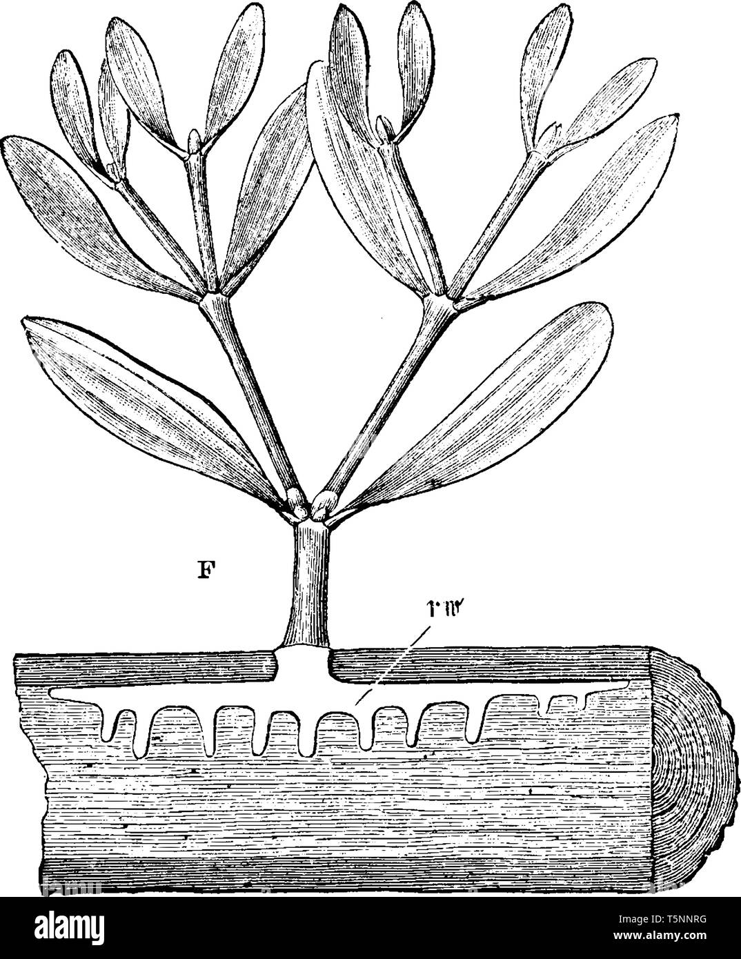 Die Mistel ist ein Hemi-parasitären Pflanze in der Reihenfolge Santalales, to Host-Anlage angeschlossen. Es ist in ganz Eurasien aus Großbritannien verteilt northe Stock Vektor