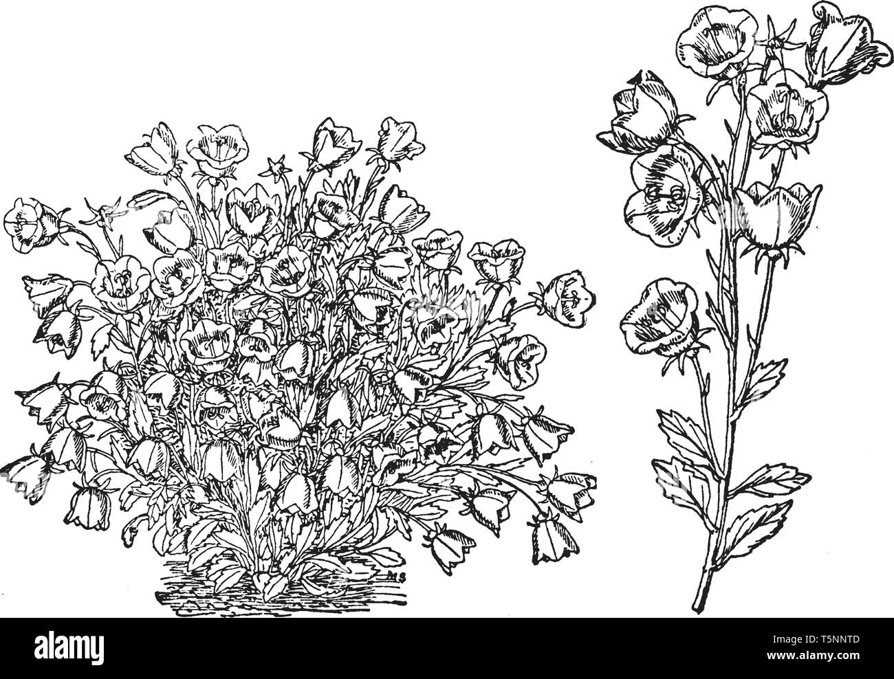 Campanula Pulla ist eine blühende Pflanze. Ihre Blüten hängen und in blau-violette Farbe. Es hat basalen Blätter, vintage Strichzeichnung oder Gravur il Stock Vektor