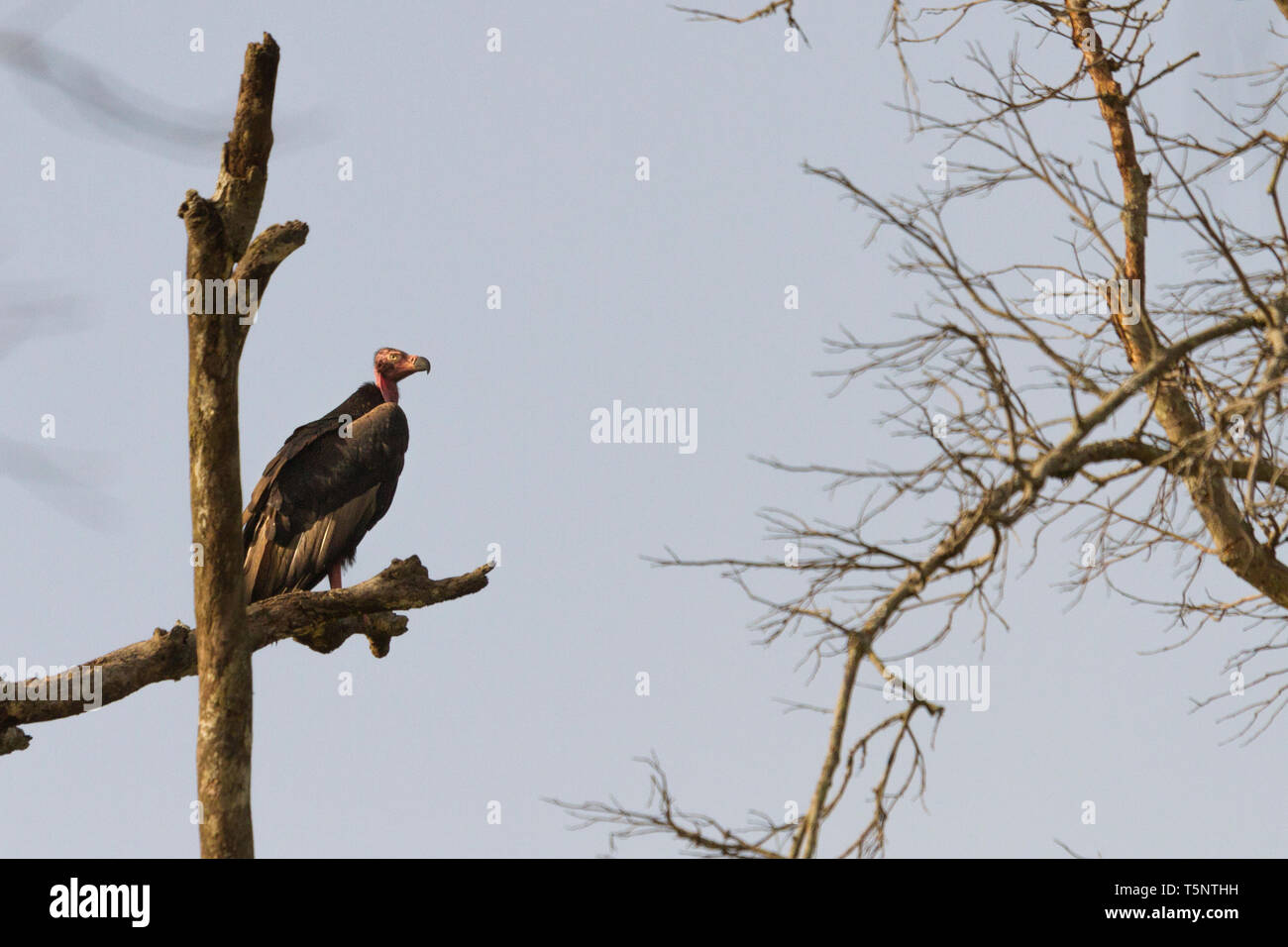 Red-headed Vulture oder Sarcogyps calvus oder asiatischen König Geier bei Jim Corbett National Park Uttarakhand Nainital Indien Stockfoto