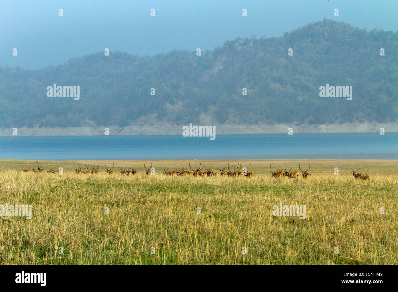 Chital Rehe oder Hirsche gesichtet oder Axix Axix in den Ufern des Ramganga Flusses in Dhikala bei Jim Corbett National Park Uttarakhand Indien Stockfoto