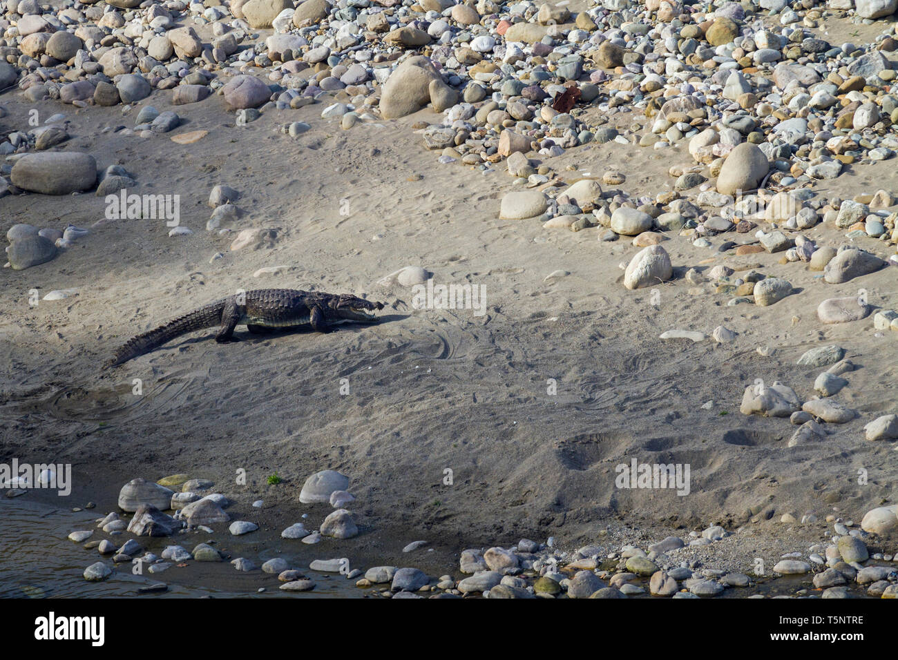 Mugger Crocodile oder Crocodylus palustris in Jim Corbett Nationalpark Uttarakhand Indien Stockfoto