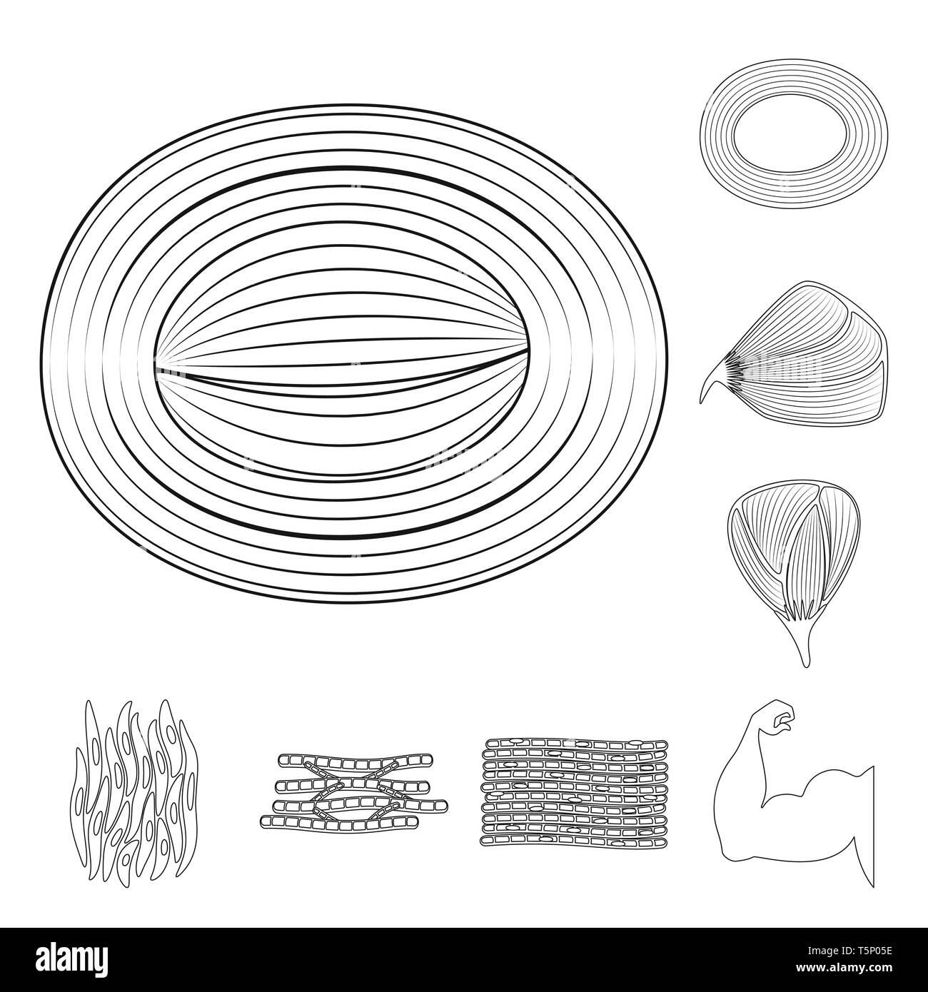 Isoliertes Objekt der Faser und muskulös Symbol. Sammlung von Faser- und Körper vektor Illustration. Stock Vektor