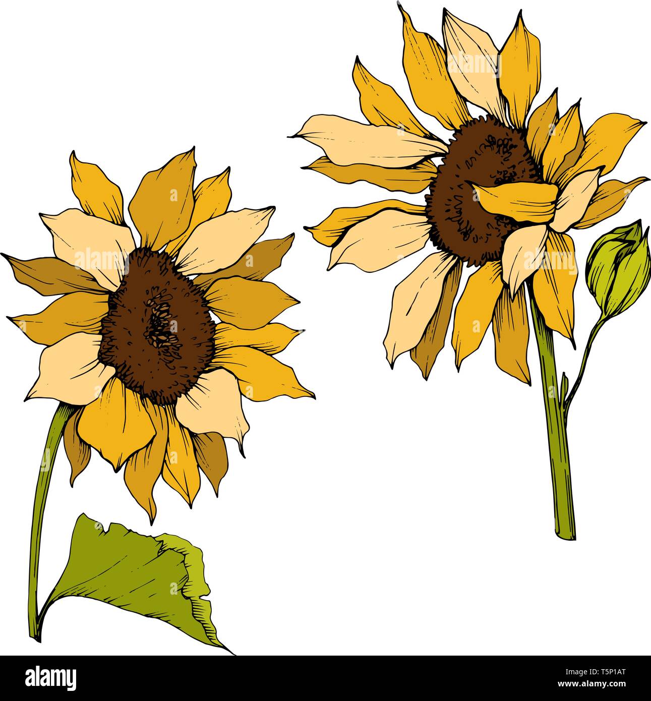 Vektor Sonnenblumen Blumen Botanischen Blumen Gelb Und Grun Gravierten Tinte Art Isoliert Sonnenblume Abbildung Element Stock Vektorgrafik Alamy