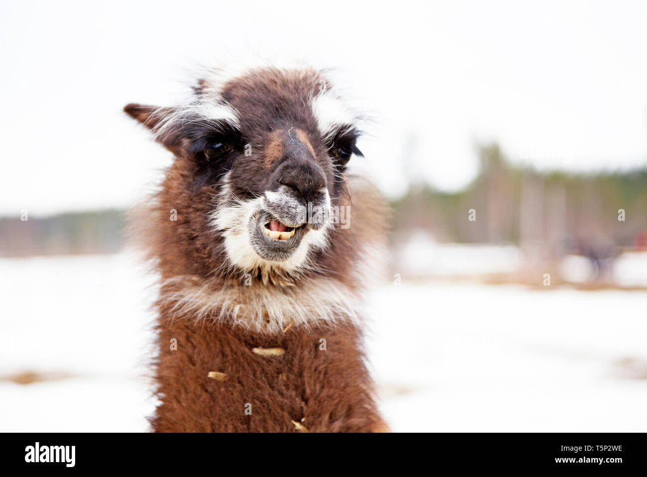 Kleine llama Kauen mit Winter Hintergrund Stockfoto