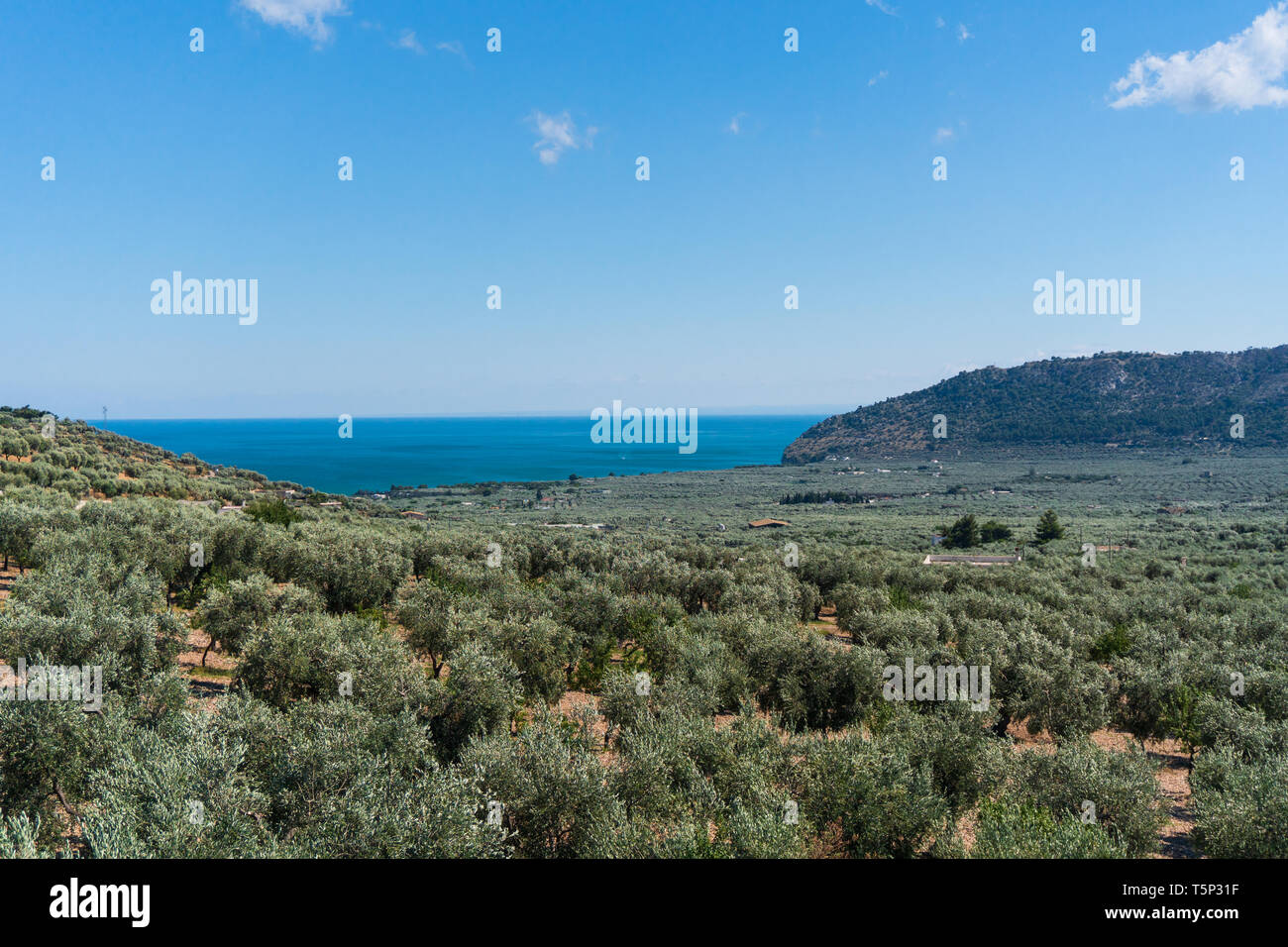 Ein Olivenhain mit einem wunderschönen blauen Meer am Horizont. Olivenhain im Tal. Die Berge in der Ferne sichtbar Stockfoto