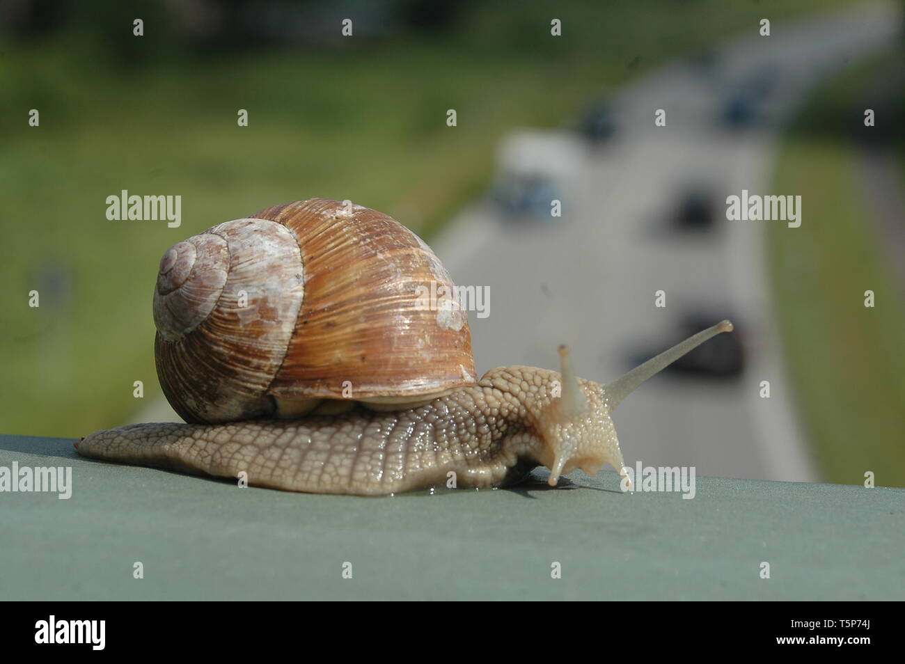 Schnecken sind mit einem Geländer einer Brücke. Schneckentempo. Symbolfoto. Stockfoto